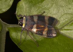 Licontinia introducens