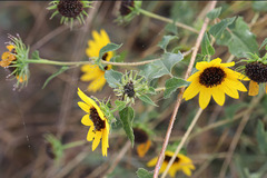 Helianthus debilis cucumerifolius