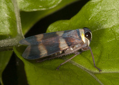 Licontinia introducens