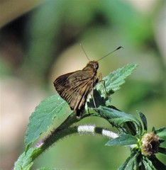 Psoralis stacara