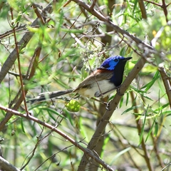 Malurus assimilis assimilis