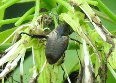 Strigoderma sulcipennis