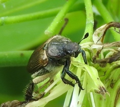 Strigoderma sulcipennis