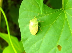 Chinavia montivaga
