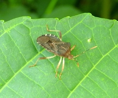 Anasa scorbutica