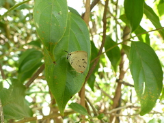 Panthiades hebraeus