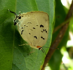 Panthiades hebraeus