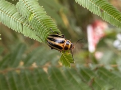 Endocephalus lineatus
