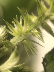 Achyranthes longifolia