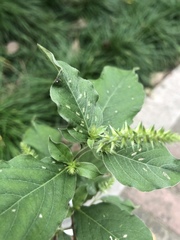 Achyranthes longifolia