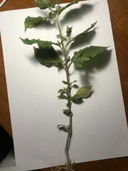 Achyranthes longifolia