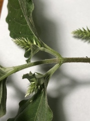 Achyranthes longifolia