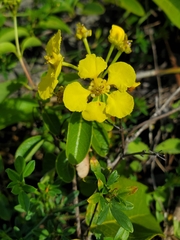 Stigmaphyllon emarginatum