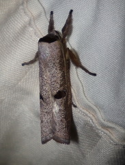 Pilostibes stigmatias