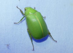 Xylonichus eucalypti