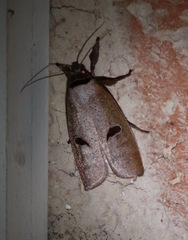 Pilostibes stigmatias