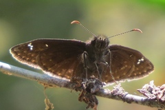 Erynnis baptisiae