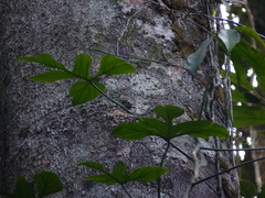 Philodendron quinquelobum
