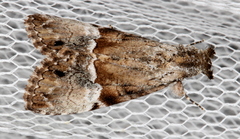 Alophosoma emmelopis
