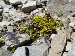 Azorella hydrocotyloides