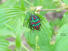 Poecilocoris splendidulus