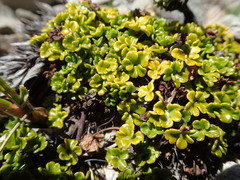 Azorella hydrocotyloides