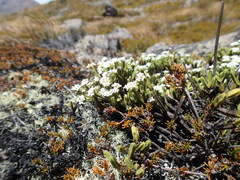 Veronica tetrasticha