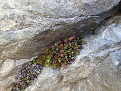 Notogrammitis crassior