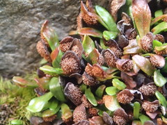 Notogrammitis crassior