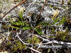 Celmisia laricifolia