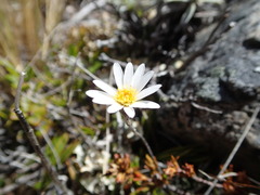 Celmisia laricifolia