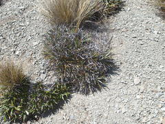 Celmisia ×pseudolyallii