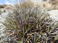 Celmisia ×pseudolyallii