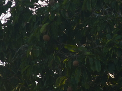 Bertholletia excelsa