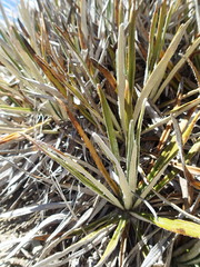 Celmisia ×pseudolyallii