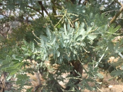 Acacia baileyana