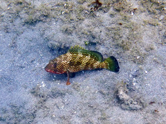 Epinephelus guttatus