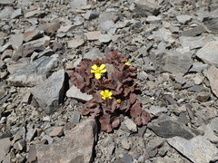 Ranunculus crithmifolius