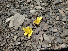 Ranunculus crithmifolius