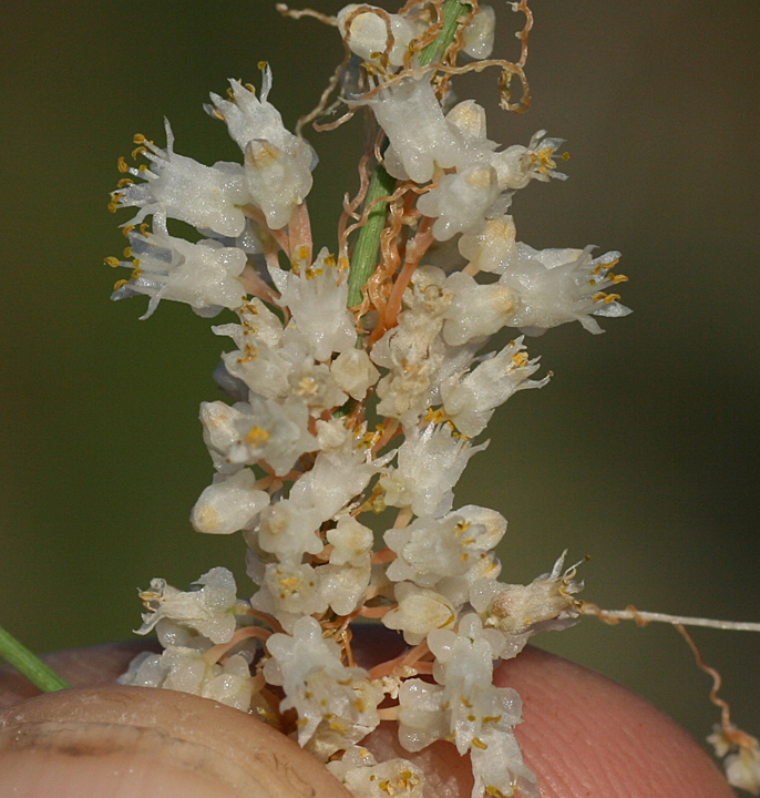 Cuscuta tuberculata