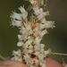 Cuscuta tuberculata - Photo (c) jrebman, alguns direitos reservados (CC BY-NC), uploaded by jrebman