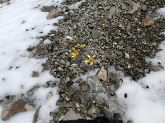 Ranunculus crithmifolius