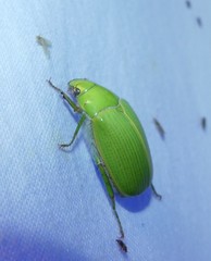 Xylonichus eucalypti