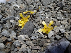 Ranunculus crithmifolius