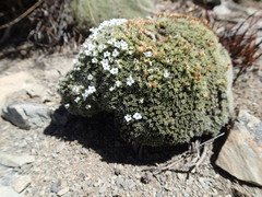 Veronica pulvinaris