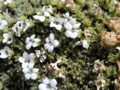 Veronica pulvinaris