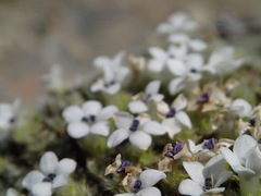 Veronica pulvinaris