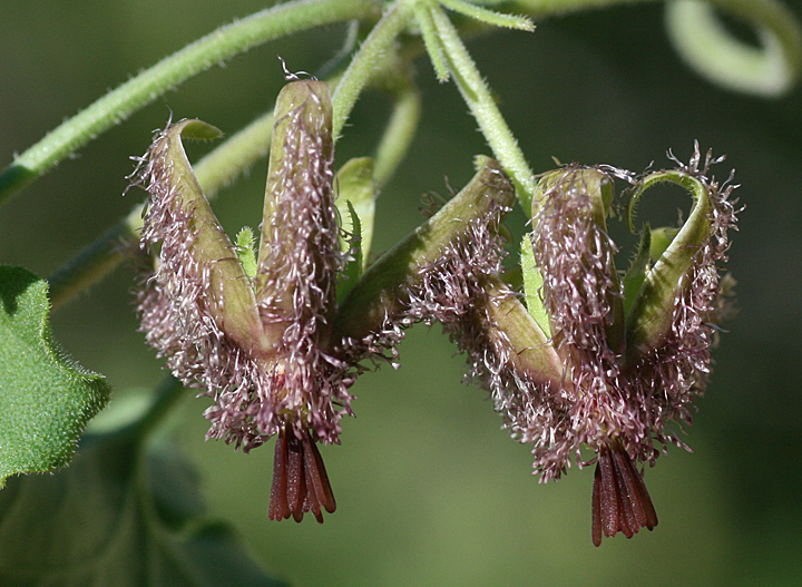 Matelea pringlei