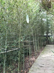 Phyllostachys makinoi