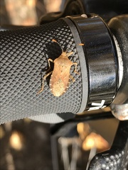 Anasa repetita